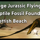 Huge Jurassic Flying Reptile Fossil Found on Scottish Beach